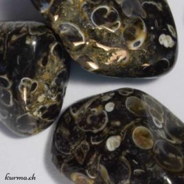 Agate Turitelle ou Agate Coquillage - Pierre roulée 2.5cm à 3.5cm - N°5505.1 • Agate Turitelle 5505.2 Pierre Roulee 1200x1200px Agate pierre roulée