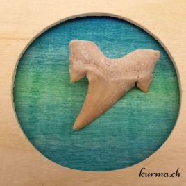 Dent de requin - 3gr - N°5933.3 • dent de requin fossile 5933.3 7 dent-de-requin-3gr