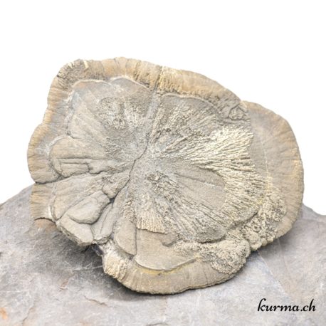 Minéraux Pyrite Soleil ou Pyrite dollar - 9x11cm - N°5180.3-1 disponible dans la boutique en ligne Kûrma. Votre magasin de minéraux naturels en suisse romande