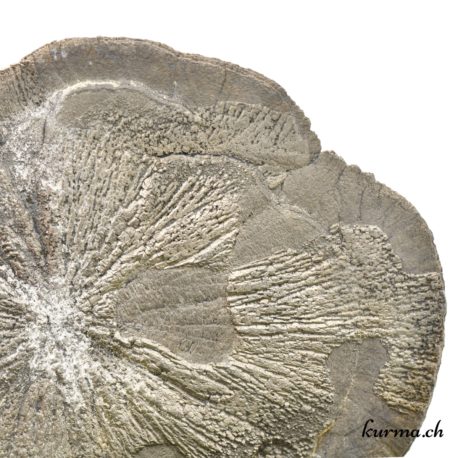Minéraux Pyrite Soleil ou Pyrite dollar - 9x11cm - N°5180.3-2 disponible dans la boutique en ligne Kûrma. Votre magasin de minéraux naturels en suisse romande