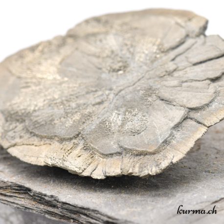 Minéraux Pyrite Soleil ou Pyrite dollar - 9x11cm - N°5180.3-6 disponible dans la boutique en ligne Kûrma. Votre magasin de minéraux naturels en suisse romande