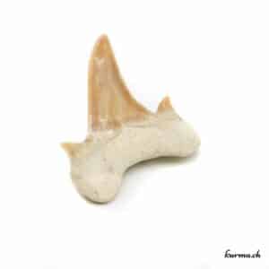 Dent de requin