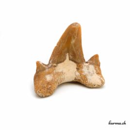 Dent de requin - 5gr - N°5933.6 • dent de requin 5933.6 1 dent de requin fossilisée