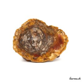 Bois fossilisé - 206gr - N°5511.1 • bois fossilise n°5511.1 1 1 Bois fossilisé – 206gr – N°5511.1