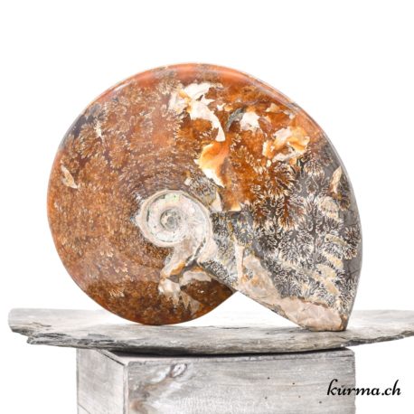 Ammonite minéraux