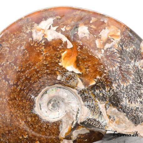 Minéraux Ammonite - N°9102.1-3 disponible dans la boutique en ligne Kûrma. Votre magasin de minéraux naturels en suisse romande
