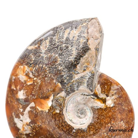 Minéraux Ammonite - N°9102.1-4 disponible dans la boutique en ligne Kûrma. Votre magasin de minéraux naturels en suisse romande