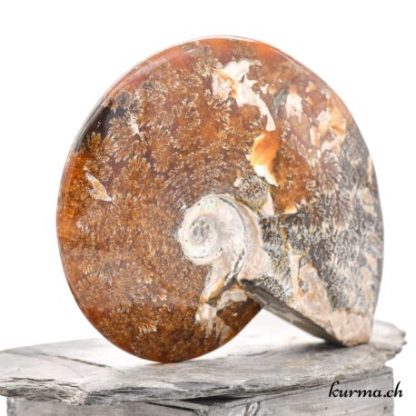 Minéraux Ammonite - N°9102.1-5 disponible dans la boutique en ligne Kûrma. Votre magasin de minéraux naturels en suisse romande