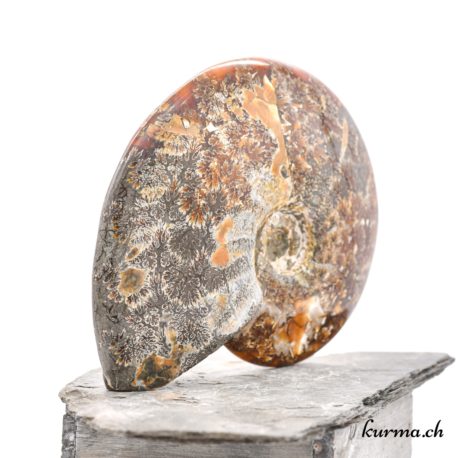Minéraux Ammonite - N°9102.1-6 disponible dans la boutique en ligne Kûrma. Votre magasin de minéraux naturels en suisse romande