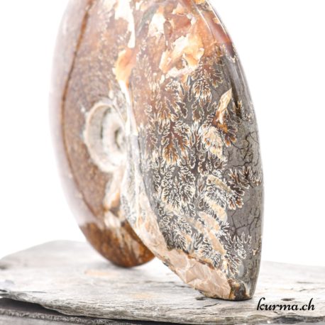 Minéraux Ammonite - N°9102.1-7 disponible dans la boutique en ligne Kûrma. Votre magasin de minéraux naturels en suisse romande