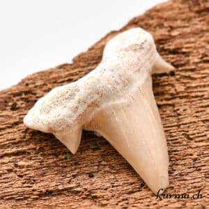 dent de requin fossilisée