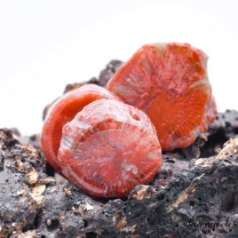 Corail rouge ‘Corne de Corail’ – Pendentif en pierre percée – N°13709