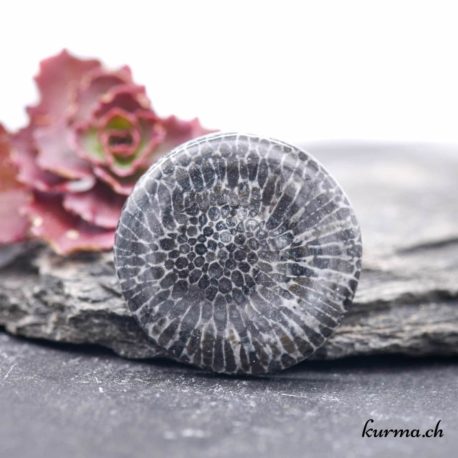 Cabochon Bryozoaire ''Corail noir fossilisé'' (b) - N°6564.4 disponible dans la boutique en ligne Kûrma. Votre magasin de pierre semi-présieuse pour la bijouterie