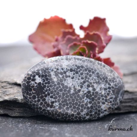 Cabochon Bryozoaire ''Corail noir fossilisé'' (b) - N°6564.6 disponible dans la boutique en ligne Kûrma. Votre magasin de pierre semi-présieuse pour la bijouterie
