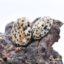 Pendentif Goutte En Jaspe Dalmatien - Pierre Naturelle Percée - Neuf Avec étiquettes