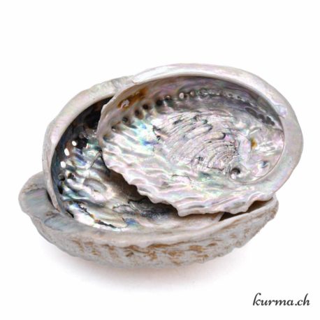 Abalone 10-20cm - Nº14483-1 disponible dans la boutique en ligne Kûrma. Votre magasin de pierre et minéraux en suisse