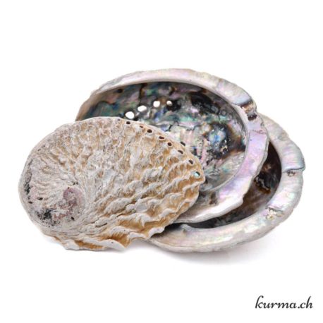 Abalone 10-20cm - Nº14483-2 disponible dans la boutique en ligne Kûrma. Votre magasin de pierre et minéraux en suisse
