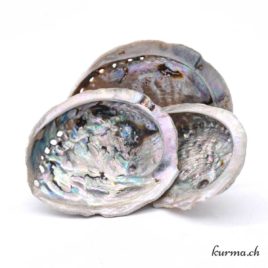Abalone (coquille d’Ormeau) – N°14483