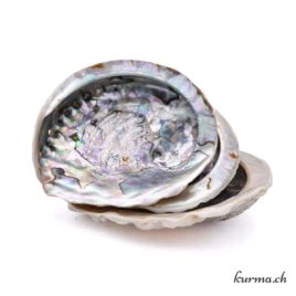 Abalone (coquille d’Ormeau) – N°14478