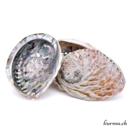Abalone 12-14cm - Nº14478-2 disponible dans la boutique en ligne Kûrma. Votre magasin de pierre et minéraux en suisse