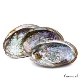 Abalone verte ‘Haliotis’ (coquille d’Ormeau) – N°15804