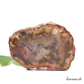 Bois fossilisé – Minéraux – 58gr – N°5178.8