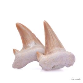 Dent de requin fossilisée – Lot – N°5933.19