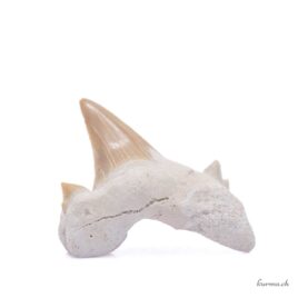 Dent de requin fossilisée – N°5933.18