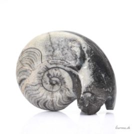 Ammonite minéraux