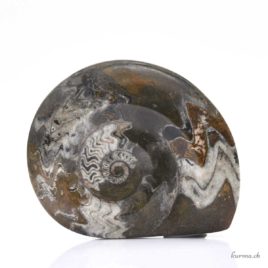 Ammonite minéraux brute