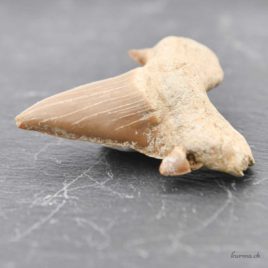 dent de requin fossilisée