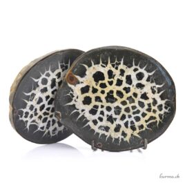 Coppia di geodi Septaria - Minerali