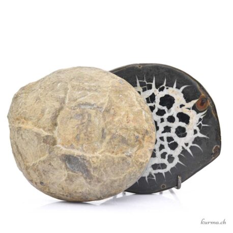 Septaria Geodenpaar - Mineralien