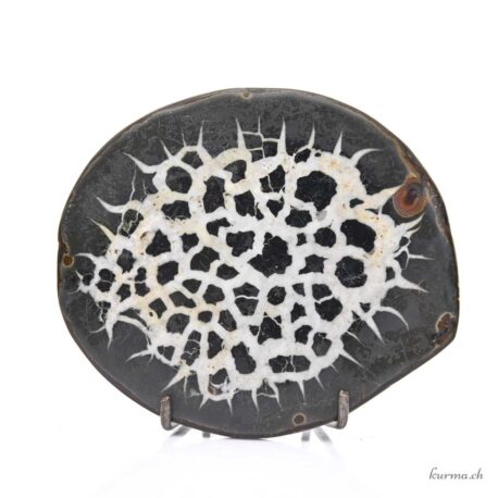 Septaria Geodenpaar - Mineralien