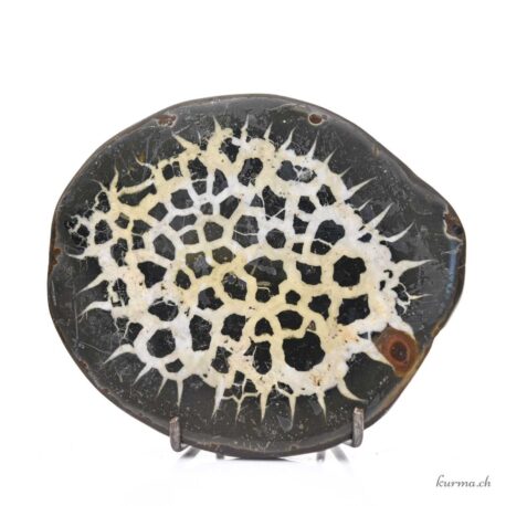 Septaria Geodenpaar - Mineralien