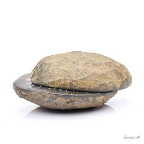 Septaria Geodenpaar - Mineralien