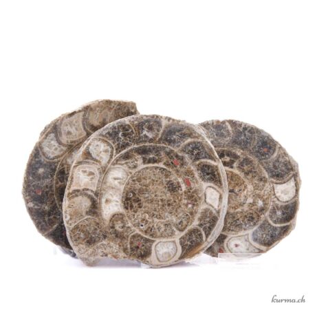 Ammonite triple - Minéraux - 1241gr