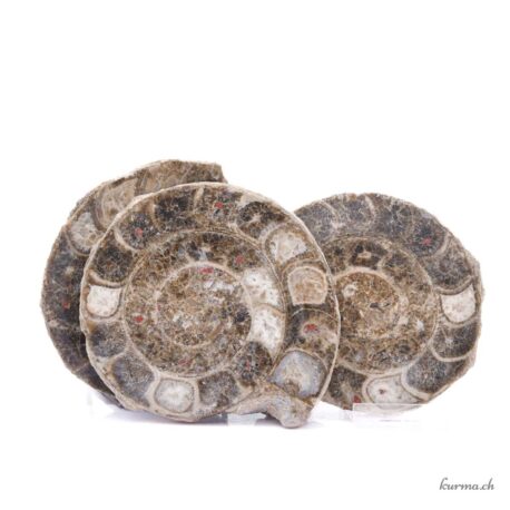 Ammonite triple - Minéraux - 1241gr