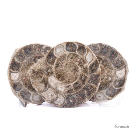 Ammonite triple - Minéraux - 1241gr