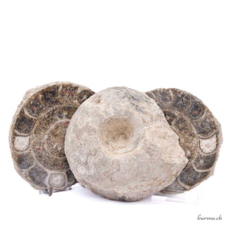 Ammonite triple - Minéraux - 1241gr