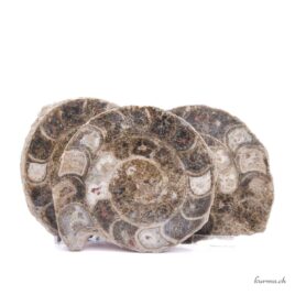 Ammonite triple - Minéraux - 1241gr