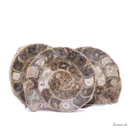 Ammonite triple - Minéraux - 1241gr