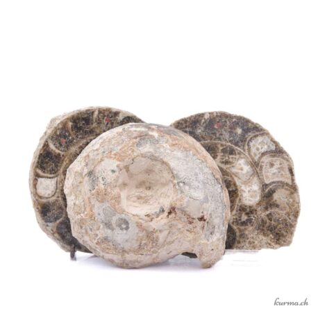 Ammonite triple - Minéraux - 1241gr
