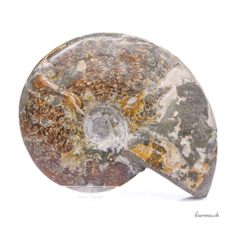 Minéraux Ammonite 600g - N°9102.3-1 disponible en ligne et dans la boutique Kûrma.