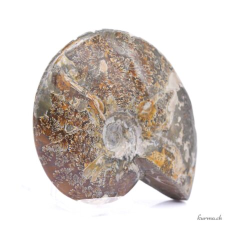 Minéraux Ammonite 600g - N°9102.3-3 disponible en ligne et dans la boutique Kûrma.