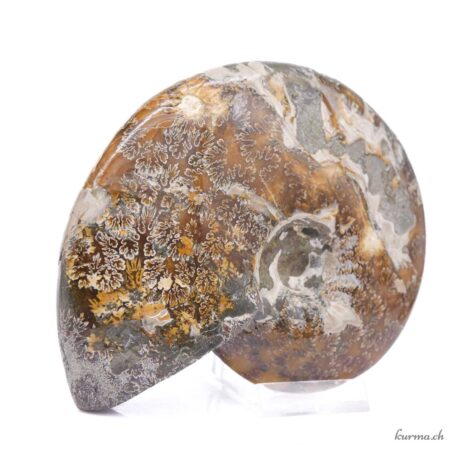 Minéraux Ammonite 600g - N°9102.3-4 disponible en ligne et dans la boutique Kûrma.