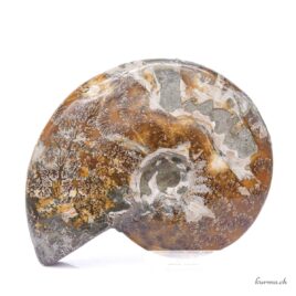 Ammonite opalisée