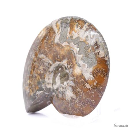 Minéraux Ammonite 600g - N°9102.3-6 disponible en ligne et dans la boutique Kûrma.