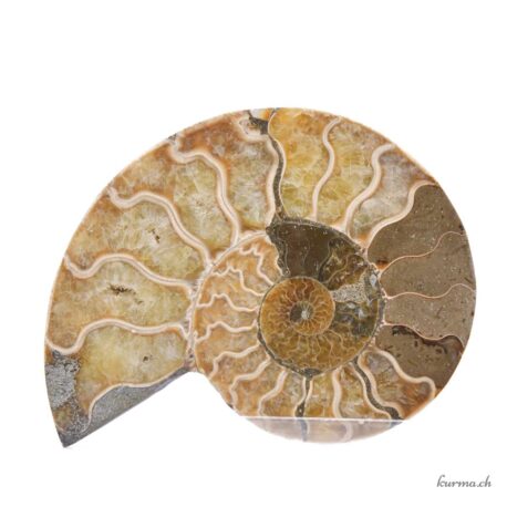 Ammonite opalisée paire - Minéraux - 250gr