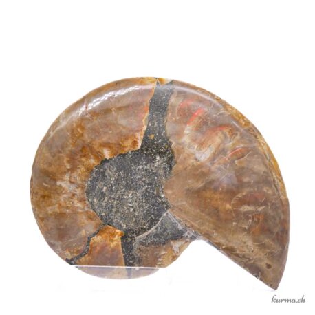 Ammonite opalisée paire - Minéraux - 250gr